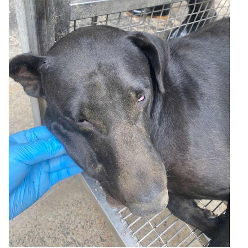 臺南市動物之家善化站,編號:463584, 混種犬          