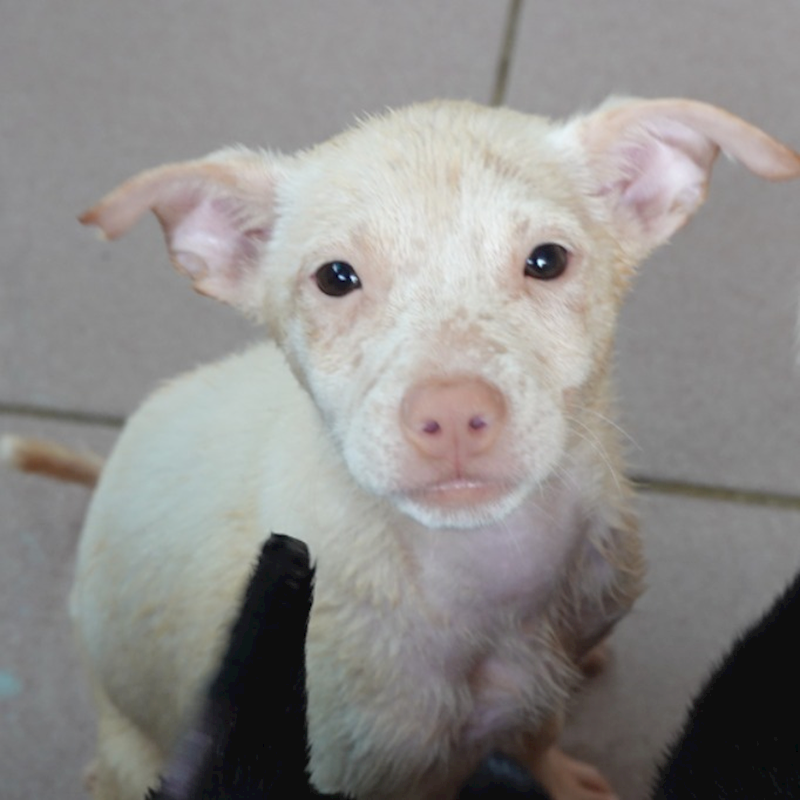 臺南市動物之家灣裡站,編號:437879, 混種犬          