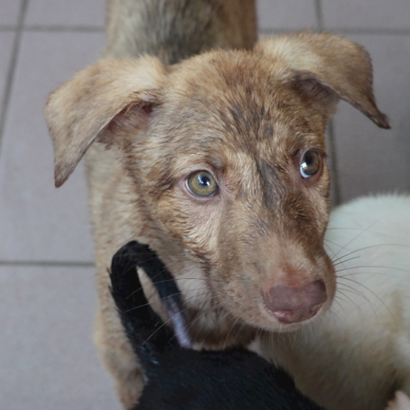 臺南市動物之家灣裡站,編號:452468, 混種犬          