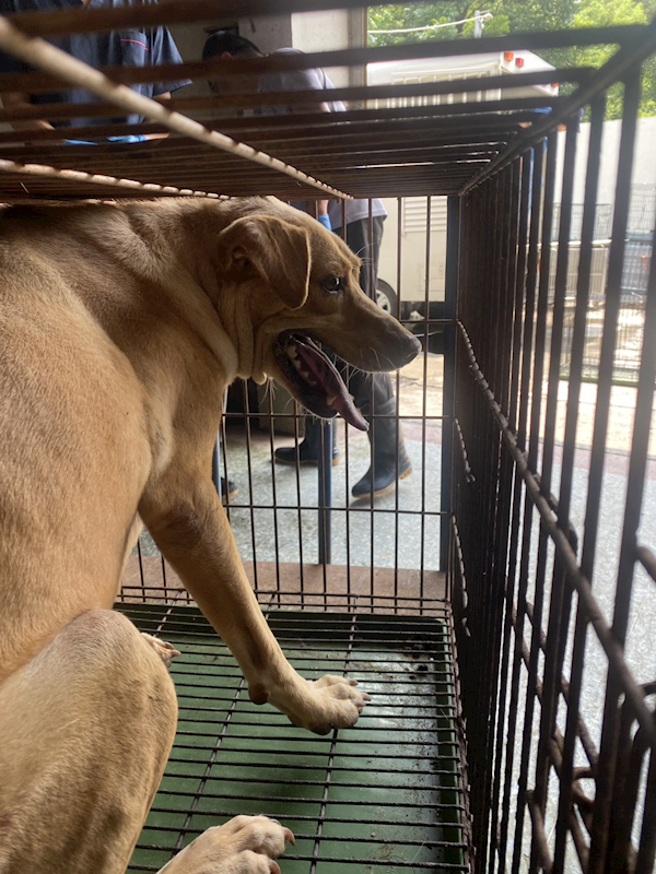臺南市動物之家善化站,編號:463575, 混種犬          