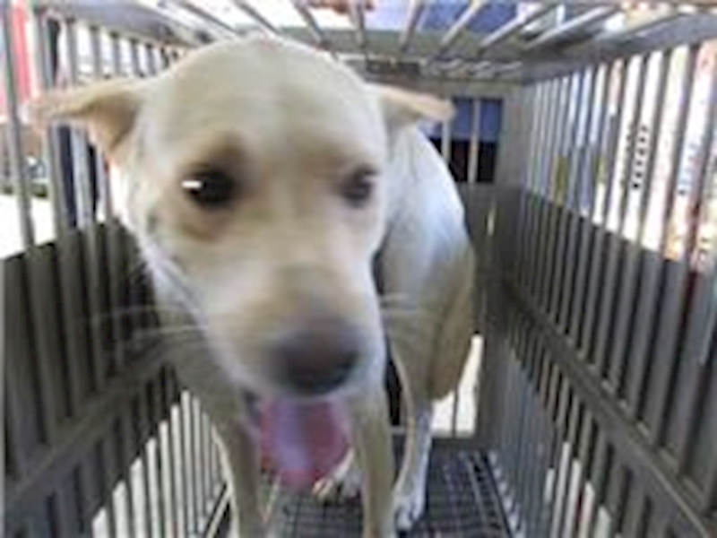 桃園市動物保護教育園區,編號:56975, 混種犬          
