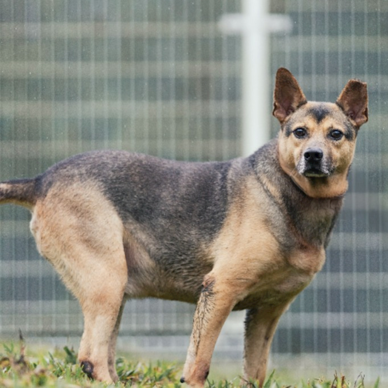 新北市瑞芳區公立動物之家,編號:35953, 混種犬          