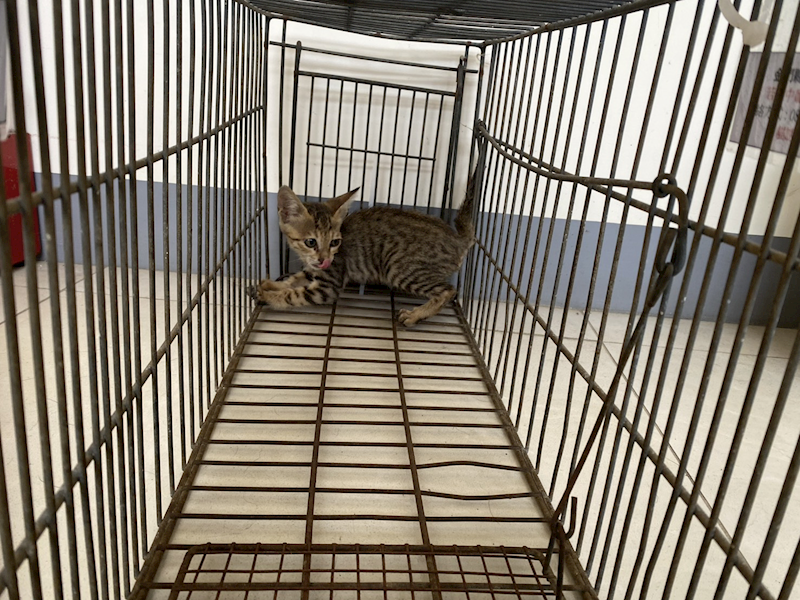 金門縣動物收容中心,編號:463419, 混種貓                 