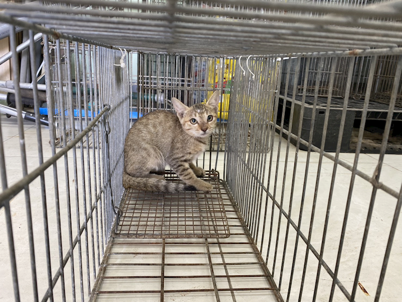 金門縣動物收容中心,編號:463418, 混種貓                 