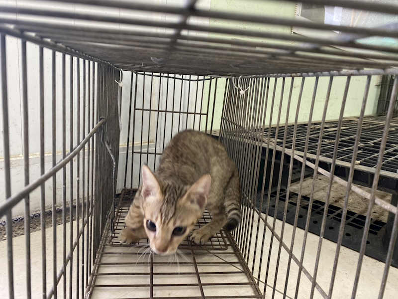 金門縣動物收容中心,編號:463417, 混種貓                 
