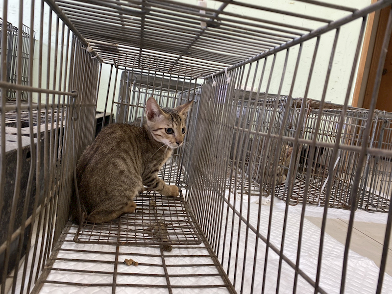 金門縣動物收容中心,編號:463416, 混種貓                 