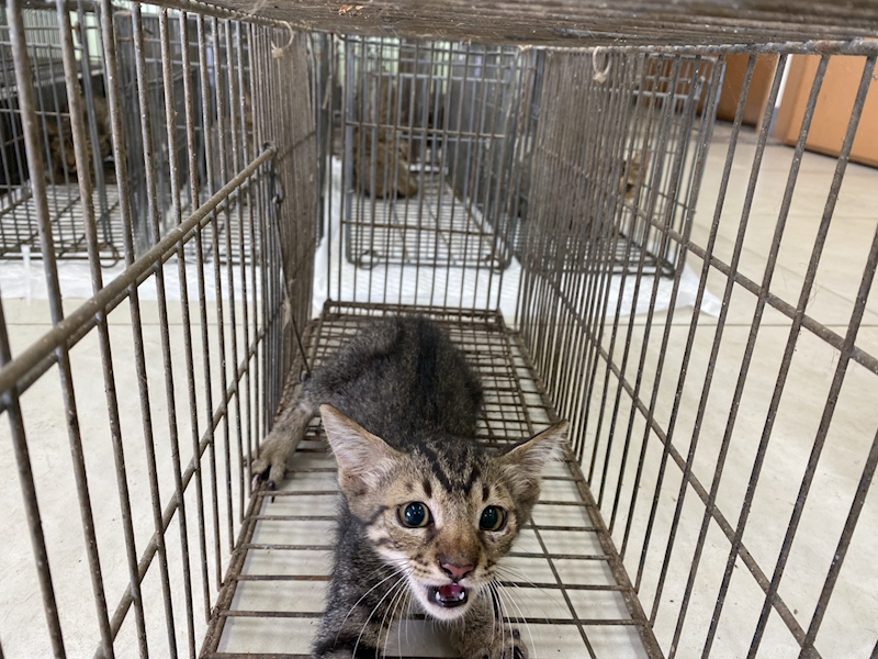 金門縣動物收容中心,編號:463414, 混種貓                 