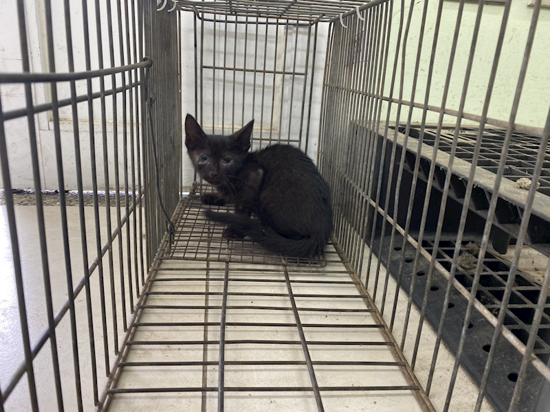 金門縣動物收容中心,編號:463415, 混種貓                 