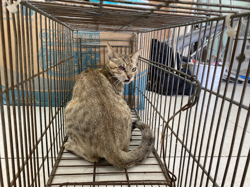 金門縣動物收容中心,編號:463413, 混種貓                 
