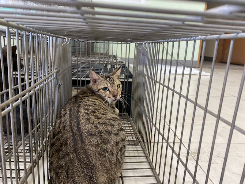 金門縣動物收容中心,編號:463412, 混種貓                 
