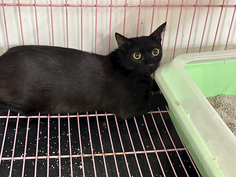 臺北市動物之家,編號:459932, 混種貓                 
