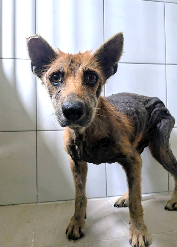 新竹縣動物保護教育園區,編號:463588, 混種犬          