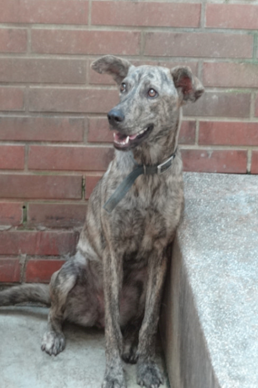 宜蘭縣流浪動物中途之家,編號:463652, 混種犬          
