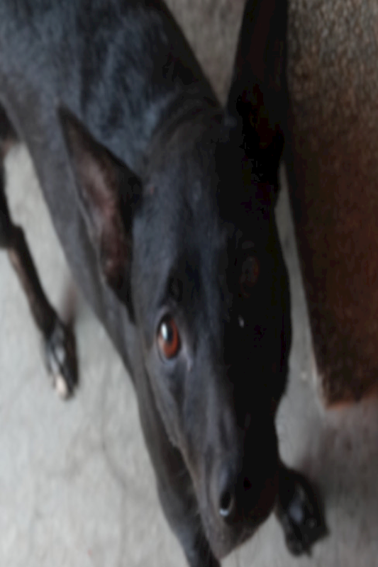 宜蘭縣流浪動物中途之家,編號:463651, 混種犬          