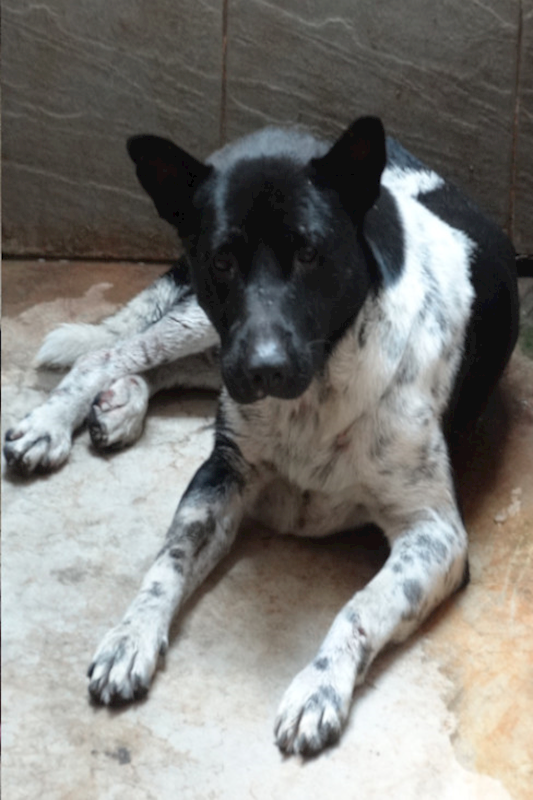 宜蘭縣流浪動物中途之家,編號:463650, 混種犬          