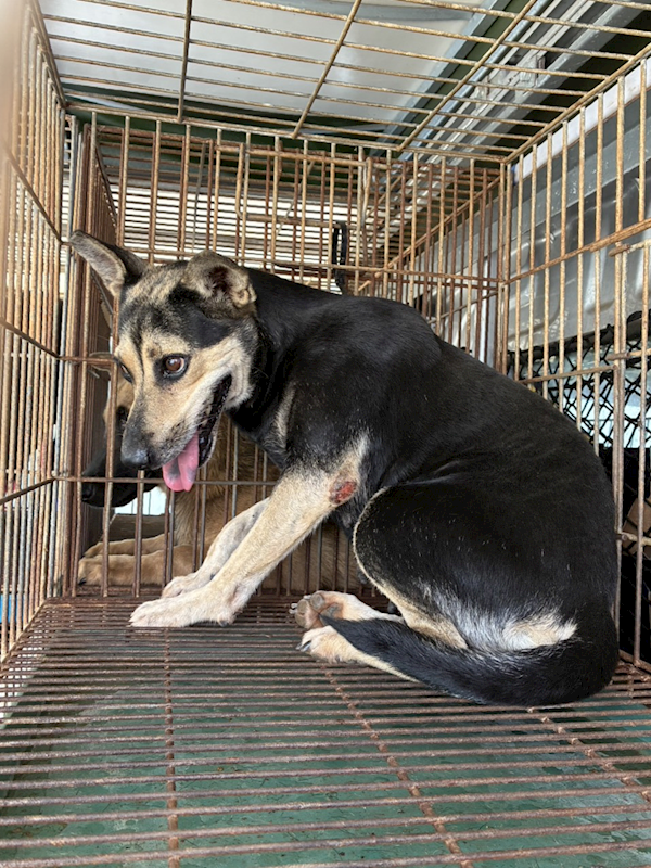 彰化縣流浪狗中途之家臨時收容所,編號:463494, 混種犬          