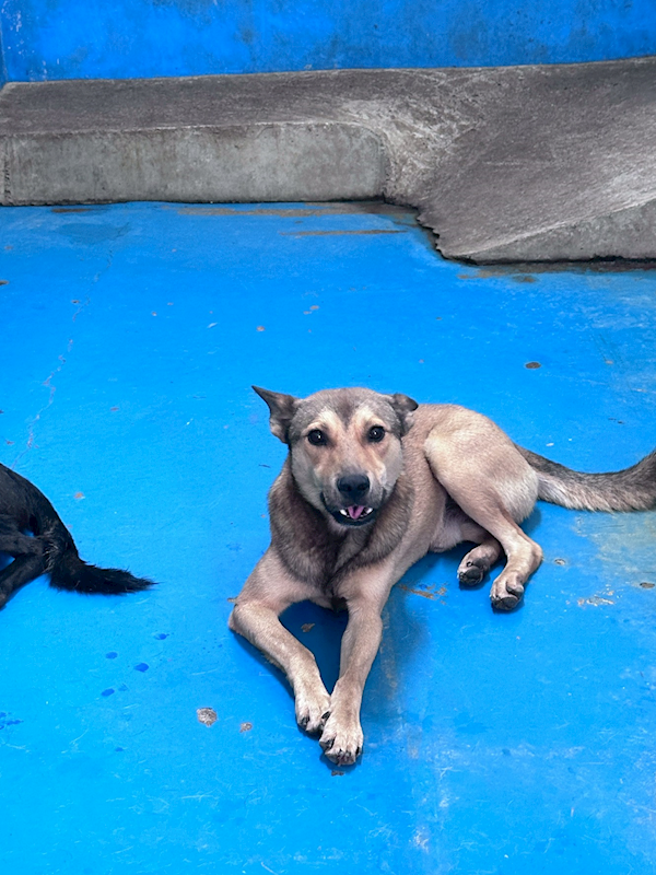 苗栗縣動物保護教育園區,編號:462589, 混種犬          