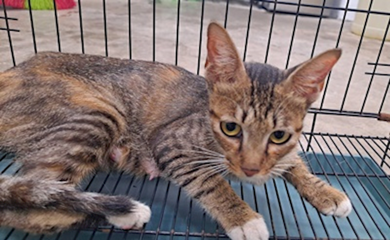 臺中市動物之家后里園區,編號:461700, 混種貓                 