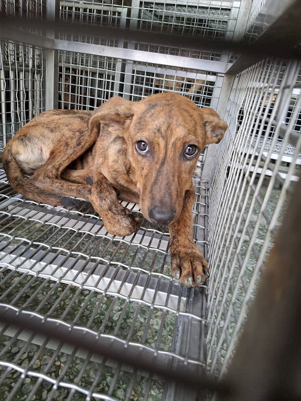 臺南市動物之家善化站,編號:463778, 混種犬          
