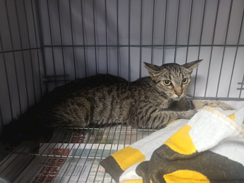 新北市板橋區公立動物之家,編號:463772, 混種貓                 