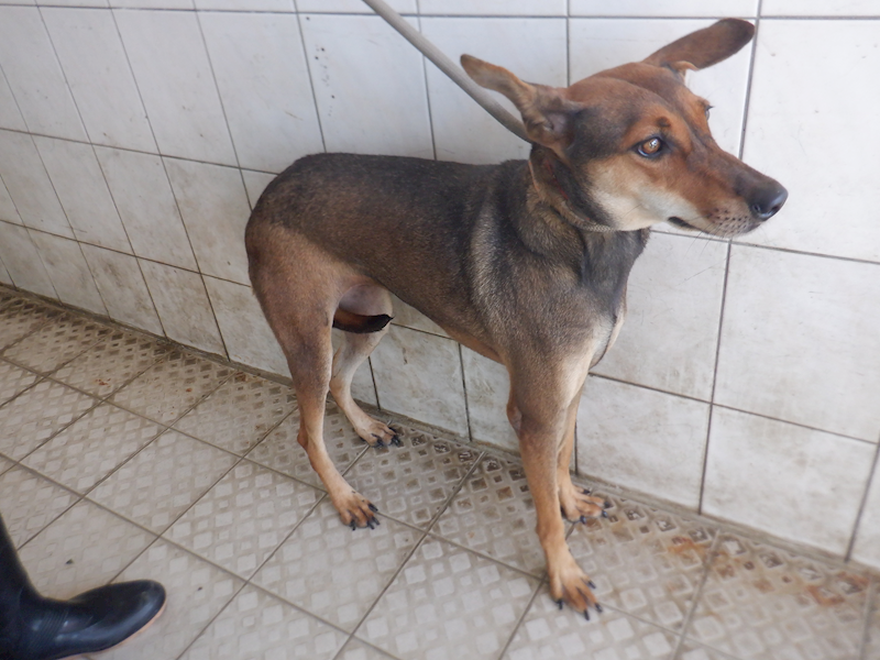 南投縣公立動物收容所,編號:385364, 混種犬          