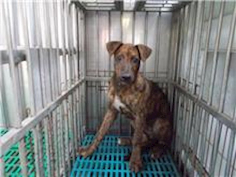 南投縣公立動物收容所,編號:26850, 混種犬          