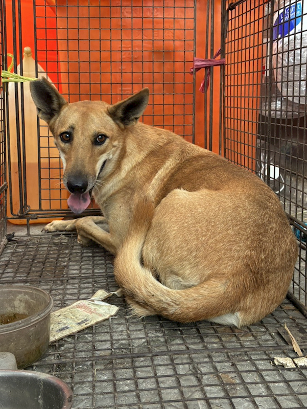 彰化縣流浪狗中途之家臨時收容所,編號:463697, 混種犬          