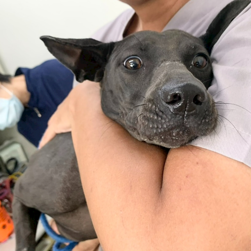 臺北市動物之家,編號:463767, 混種犬          