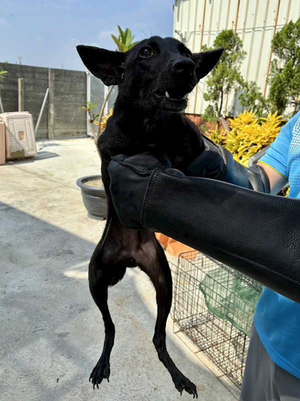 彰化縣流浪狗中途之家臨時收容所,編號:463759, 混種犬          