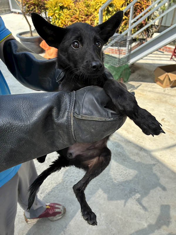 彰化縣流浪狗中途之家臨時收容所,編號:463757, 混種犬          