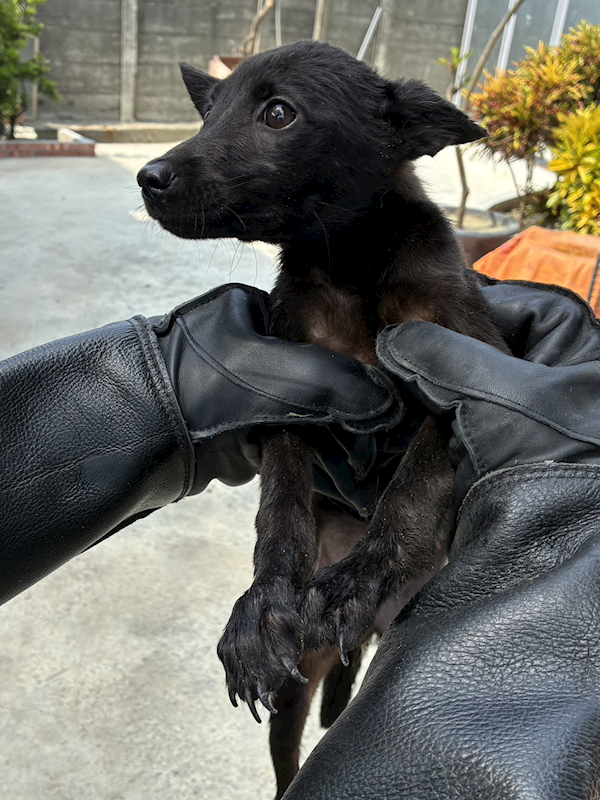 彰化縣流浪狗中途之家臨時收容所,編號:463755, 混種犬          