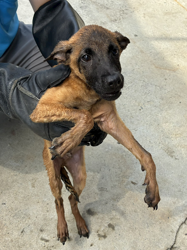 彰化縣流浪狗中途之家臨時收容所,編號:463749, 混種犬          