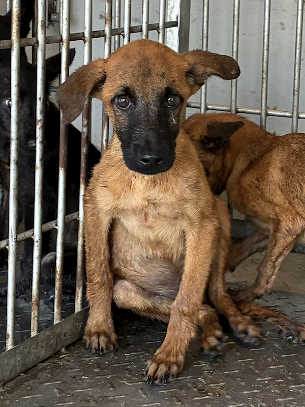 彰化縣流浪狗中途之家臨時收容所,編號:463747, 混種犬          