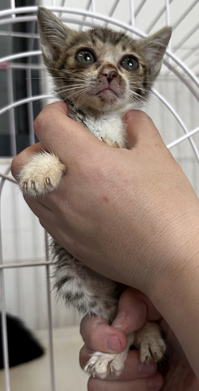 花蓮縣狗貓躍動園區,編號:452812, 混種貓                 