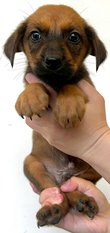 花蓮縣狗貓躍動園區,編號:452808, 混種犬          