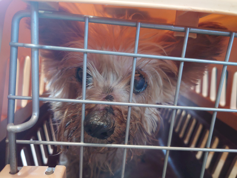 新北市中和區公立動物之家,編號:463534, 約克夏
