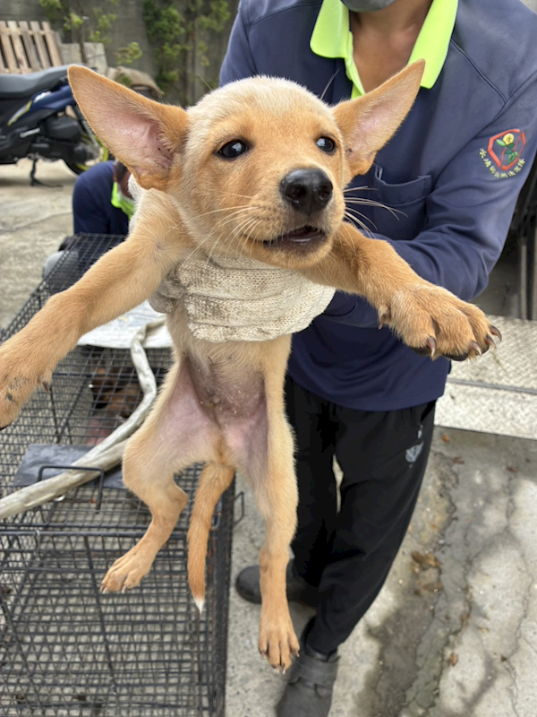 彰化縣流浪狗中途之家臨時收容所,編號:463703, 混種犬          