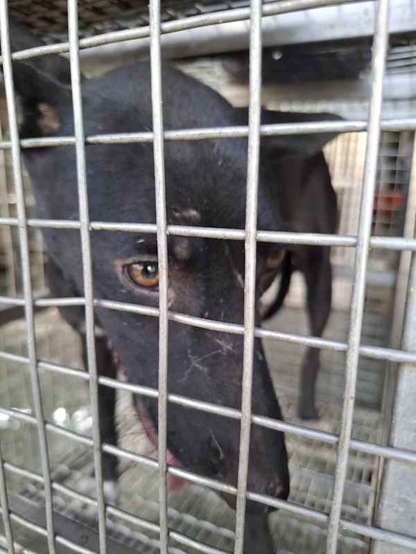 臺南市動物之家善化站,編號:463792, 混種犬          