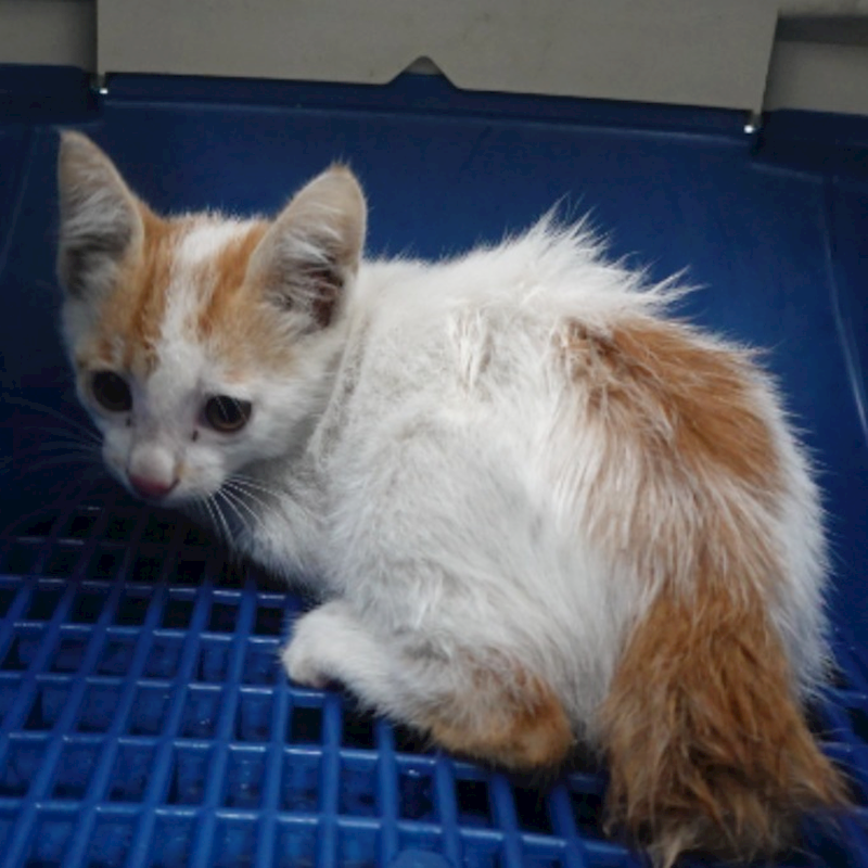 臺南市動物之家灣裡站,編號:451181, 混種貓                 