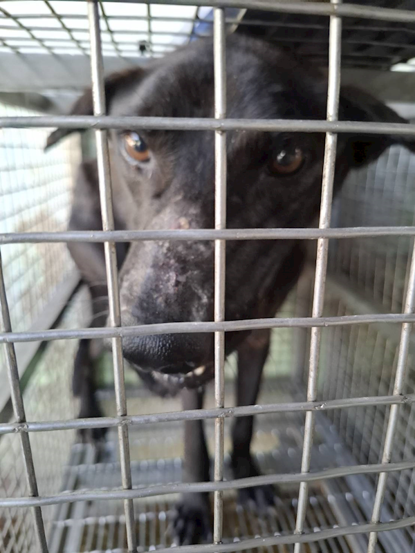 臺南市動物之家善化站,編號:463791, 混種犬          