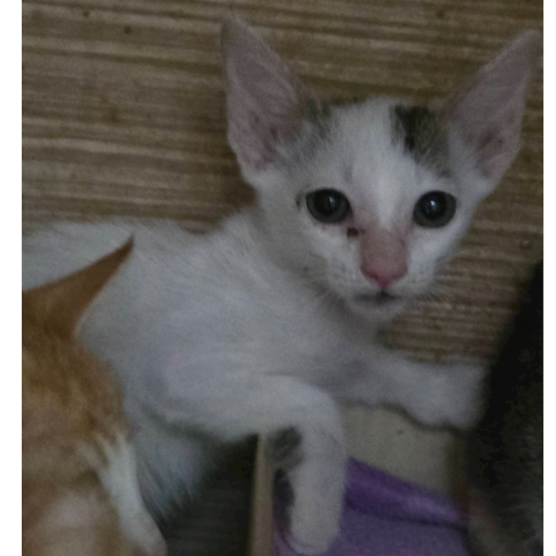 臺南市動物之家灣裡站,編號:456825, 混種貓                 