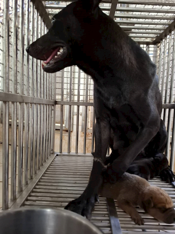 臺南市動物之家善化站,編號:463789, 混種犬          