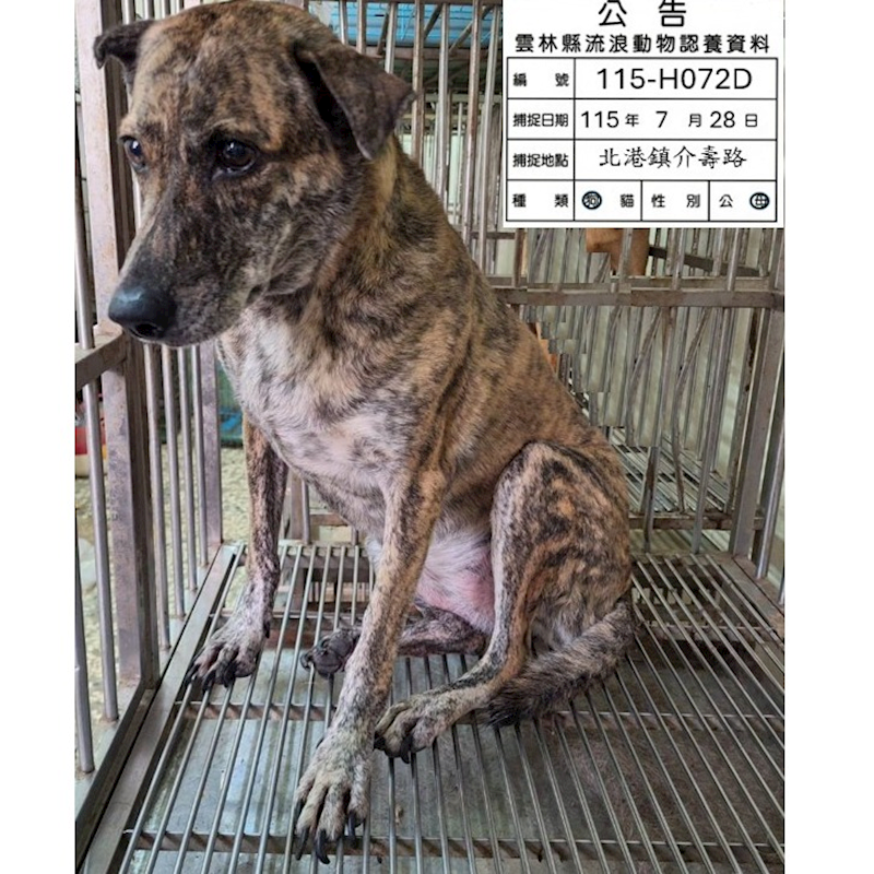 雲林縣流浪動物收容所,編號:463538, 混種犬          