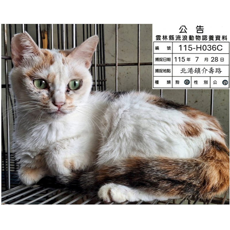 雲林縣流浪動物收容所,編號:463533, 混種貓                 
