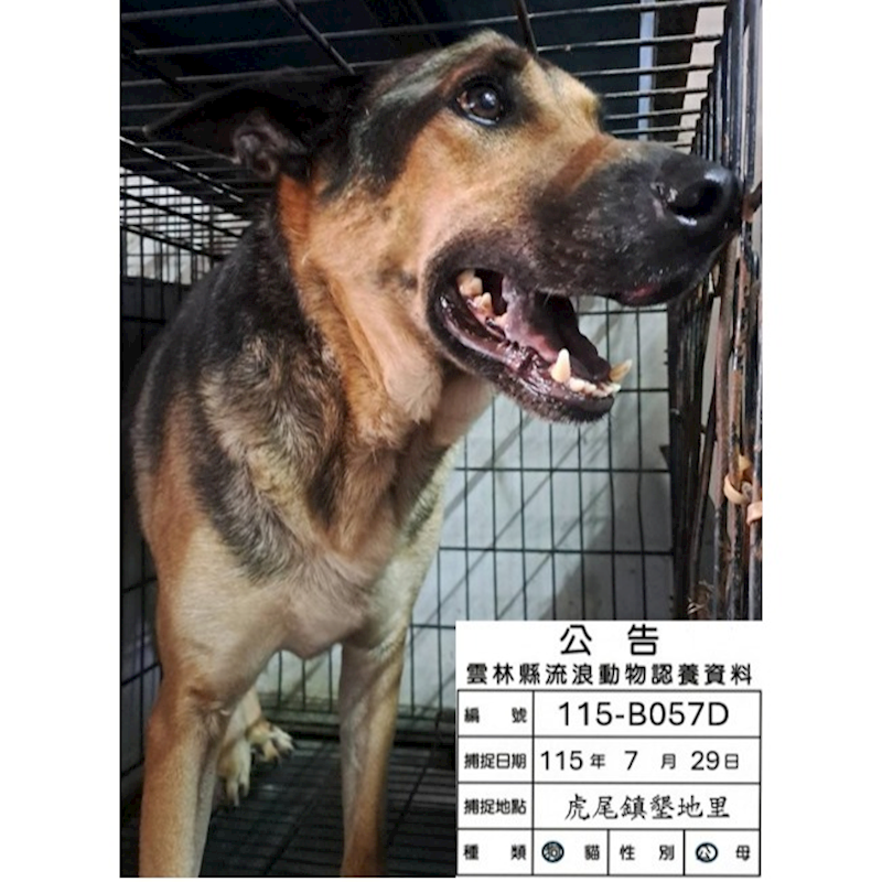 雲林縣流浪動物收容所,編號:463531, 混種犬          