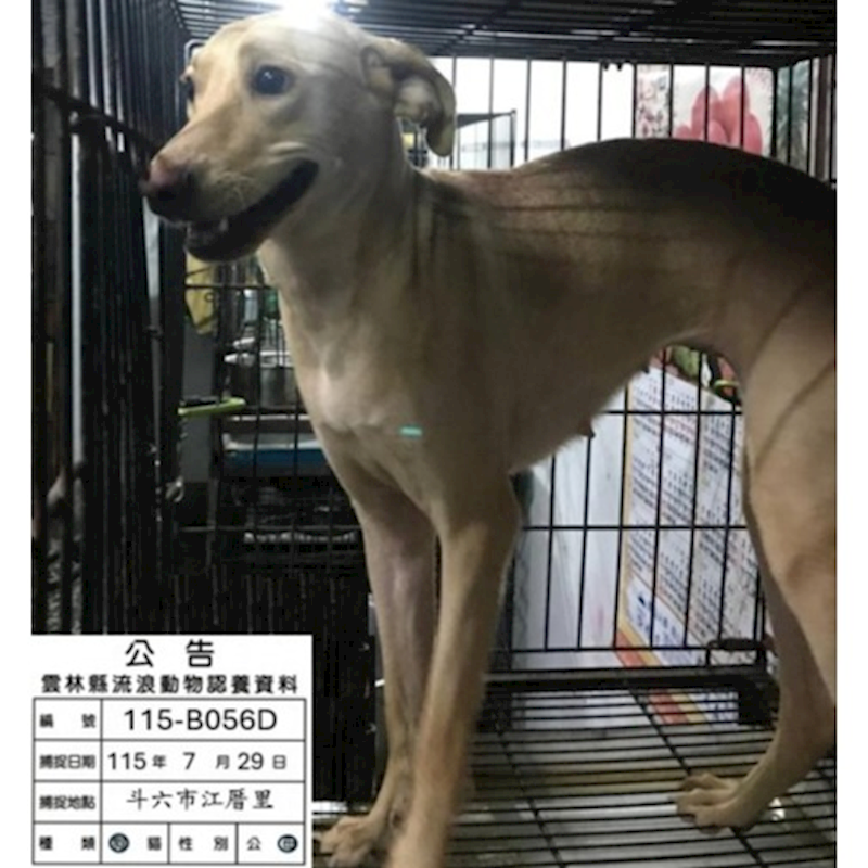 雲林縣流浪動物收容所,編號:463529, 混種犬          