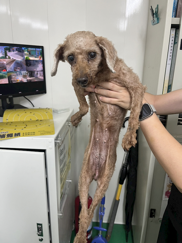 彰化縣流浪狗中途之家臨時收容所,編號:461485, 貴賓犬        