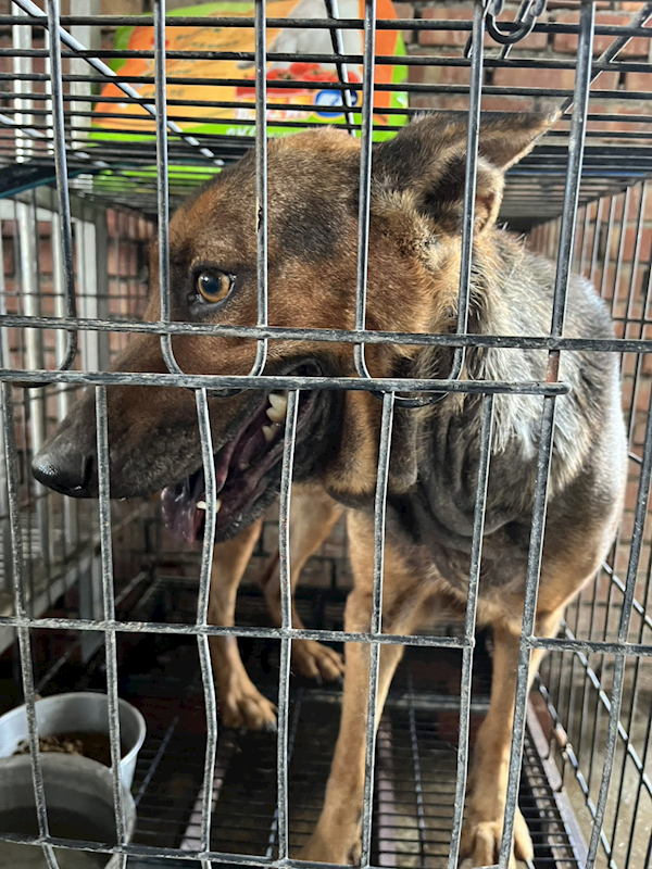 彰化縣流浪狗中途之家臨時收容所,編號:462493, 混種犬          