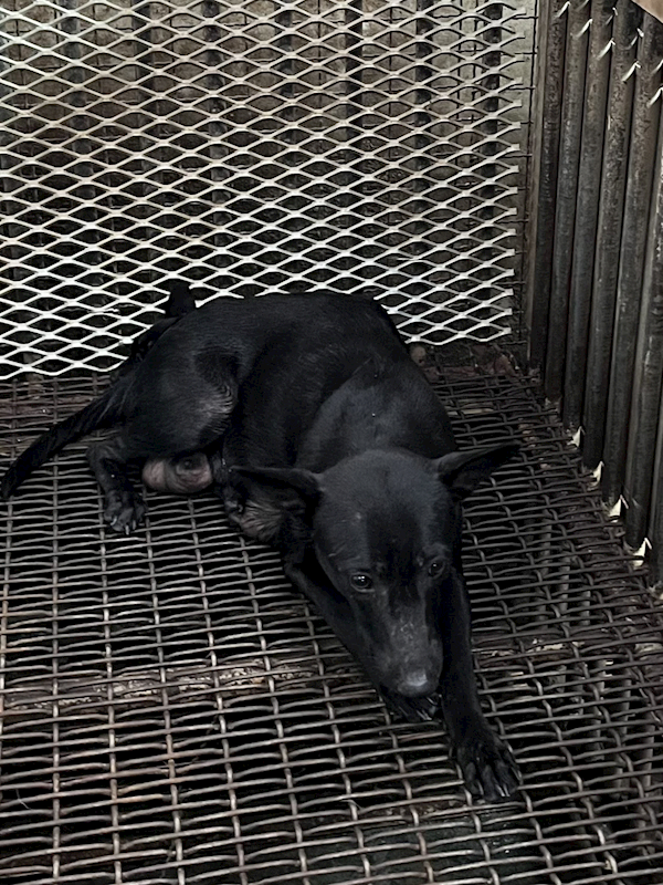 彰化縣流浪狗中途之家臨時收容所,編號:448984, 混種犬          