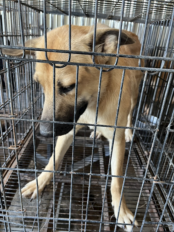 彰化縣流浪狗中途之家臨時收容所,編號:462390, 混種犬          